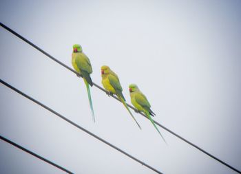 Low angle view of bird perching on plant