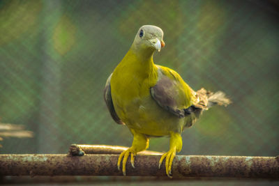 Close-up of parrot perching on yellow leaf