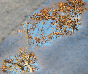 Close-up of cherry blossom tree during winter