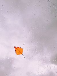 Close-up of wet glass window against orange sky