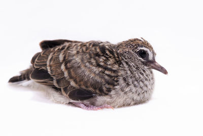 Close-up of a bird against white background