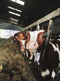 Portrait of cow standing in shed