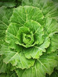 Full frame shot of leaf vegetables