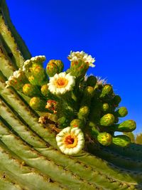 Low angle view of prickly pear cactus against sky