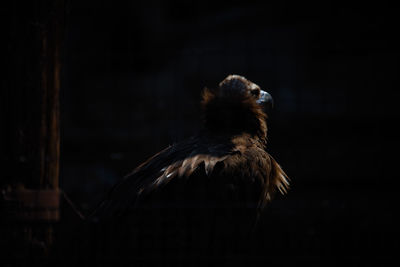 Close-up of vulture at zoo