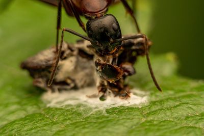 Close-up of ant on leaf