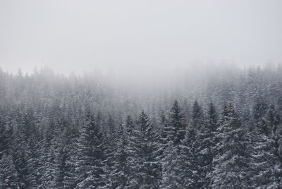 Pine trees in forest during winter against sky