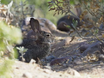 Close-up of rabbit