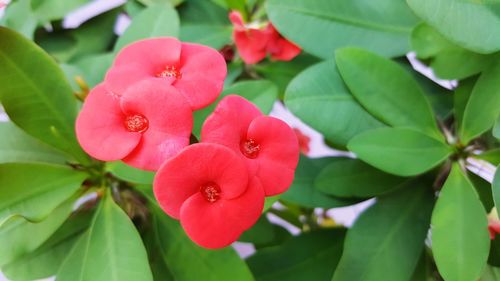 Close-up of pink flowering plant