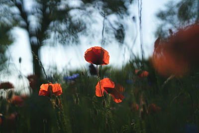 Close-up of red poppy flowers on field