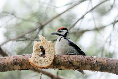 Close-up of bird perching on branch