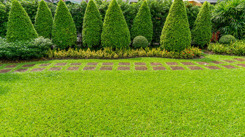 Plants growing in park