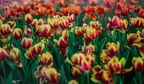 Close-up of tulips in field