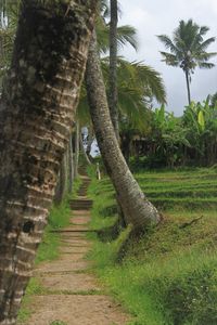 Footpath amidst palm trees