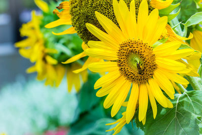 Close-up of sunflower