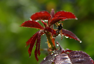 Wasp on wet red plant