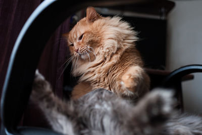 Close-up of a cat resting