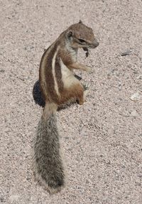 Close-up of squirrel sitting on stone