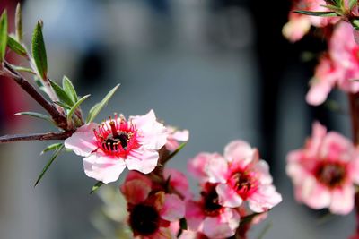 Close-up of pink flowers on twig