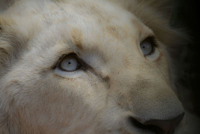 Close-up portrait of dog