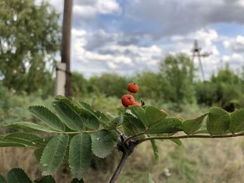 Close-up of berries on plant