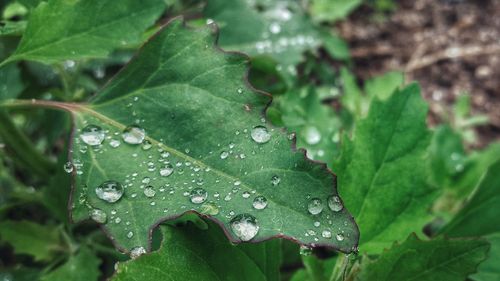 Close-up of wet plant