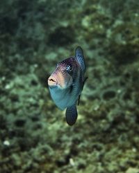 Close-up of fish in water