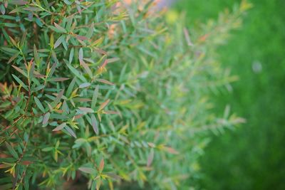 Close-up of fresh green leaves