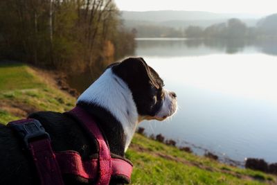 Dog looking away in lake