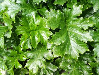 Full frame shot of green leaves