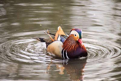 Mandarin duck swimming in lake