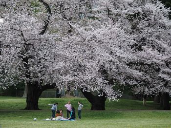 Trees in park