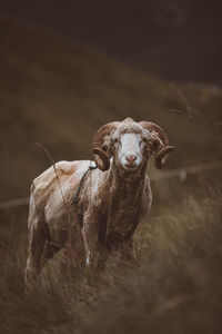 Portrait of an animal on rock