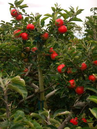 Low angle view of plants growing on tree