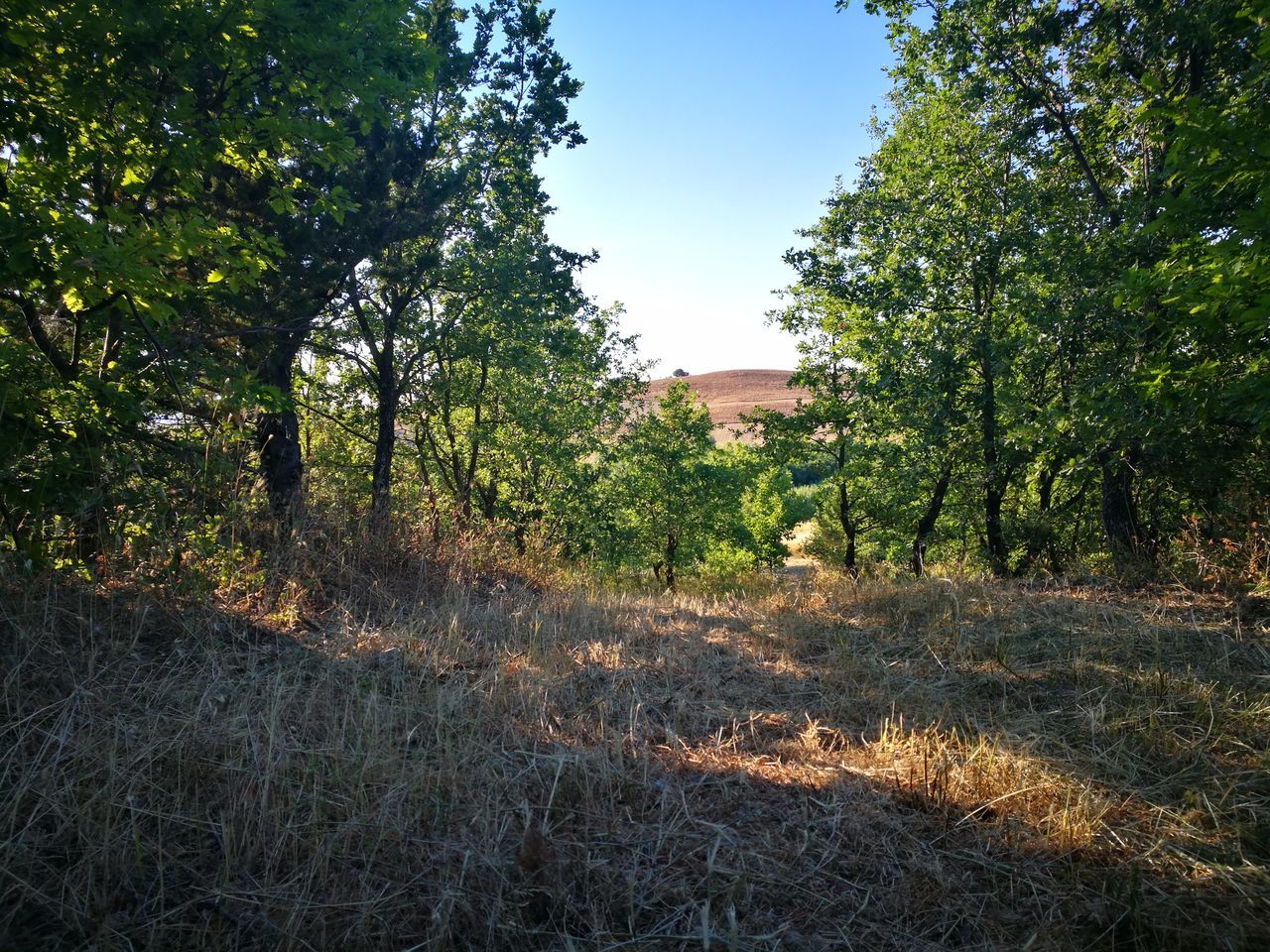 tree, nature, no people, day, outdoors, plant, landscape, grass, beauty in nature, sky