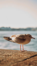 View of seagull on beach