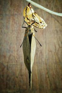 Directly above shot of butterfly hanging with cocoon