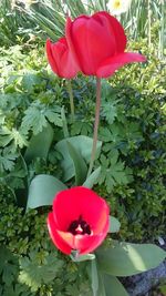 Close-up of red rose