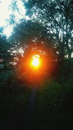 Sun shining through trees during sunset