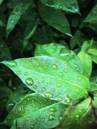 Close-up of water drops on leaves