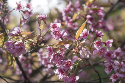 Close-up of cherry blossoms in spring