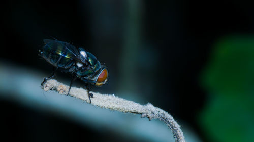 Close-up of fly