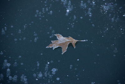 Close-up of maple leaf on water