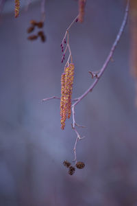 A beautiful birch tree flowers in early spring.