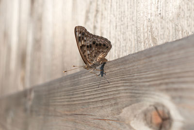 Close-up of butterfly on wood