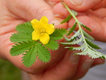 Close-up of cropped hand holding flower