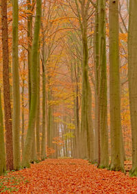 Trees in forest during autumn