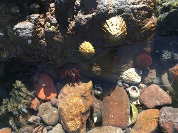 High angle view of turtle swimming in sea