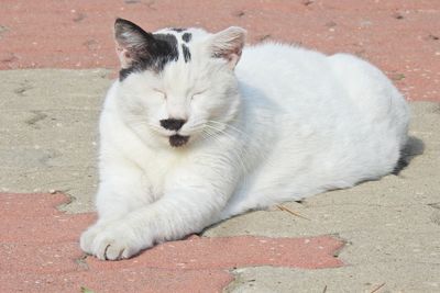 White cat resting on footpath