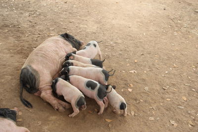 High angle view of dog lying down